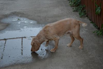 Прикрепленное изображение: DSC_0614.JPG